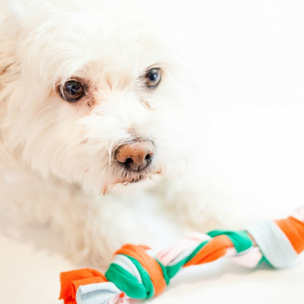 Tshirt Dog Toy Craft Box Girls