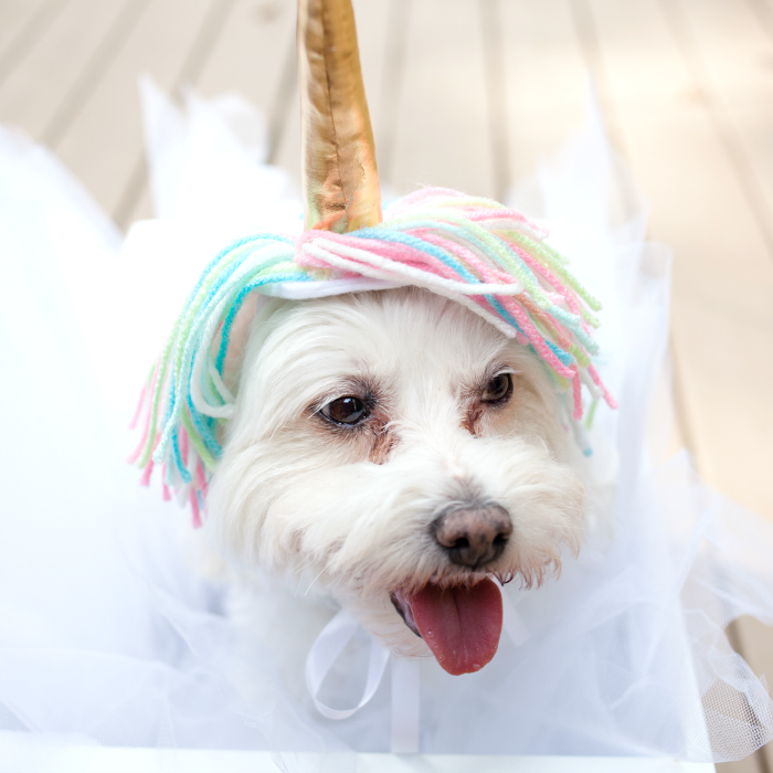 Unicorn Costume for Dogs – Craft Box Girls